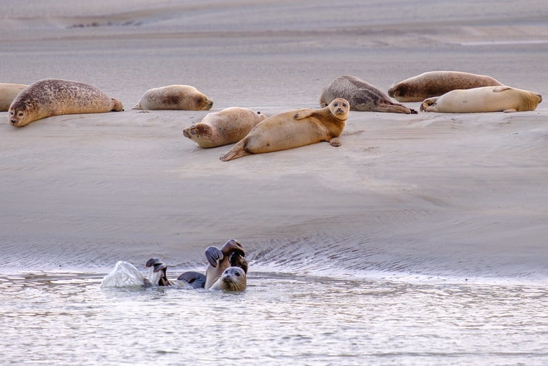 Phoques et veaux marins de la baie d'Authie, une visite insolite de la Côte d'Opale