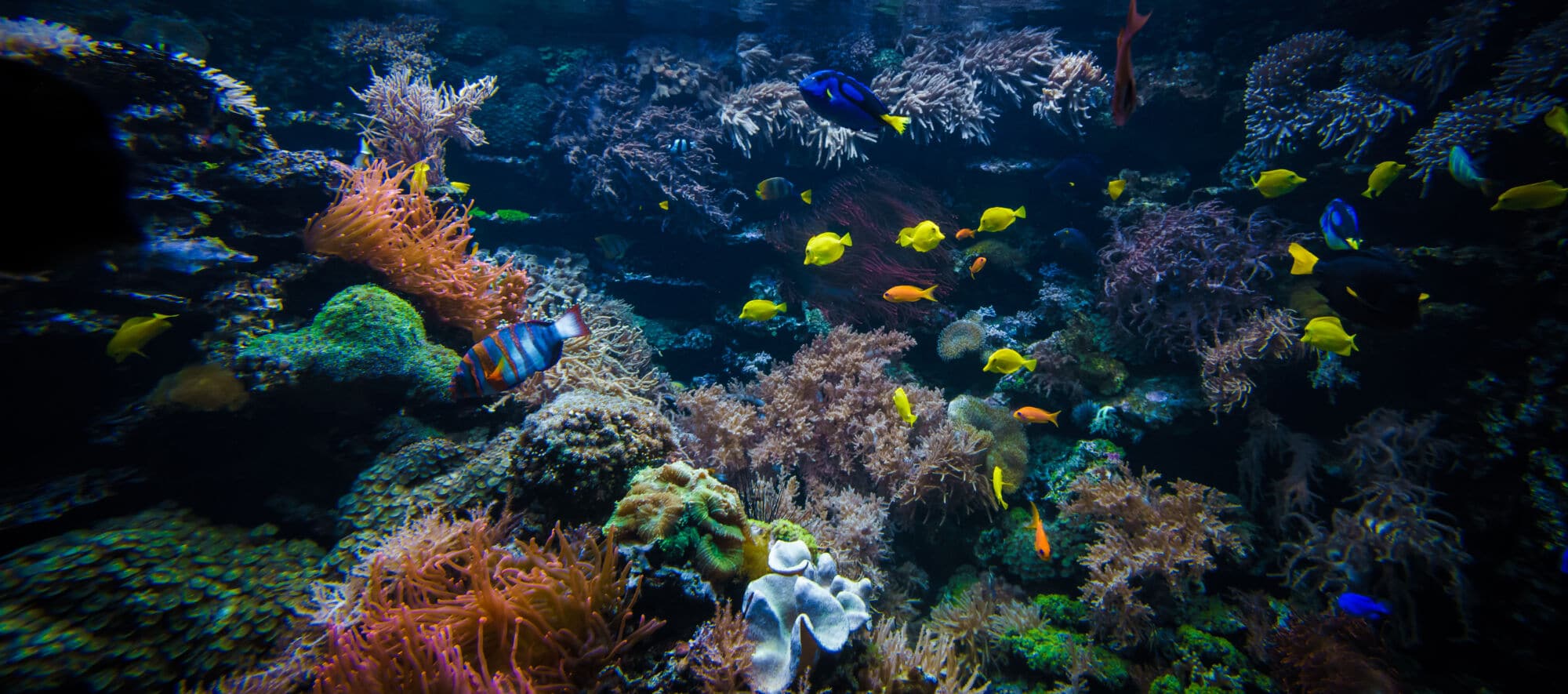 Les poissons des récifs coralliens