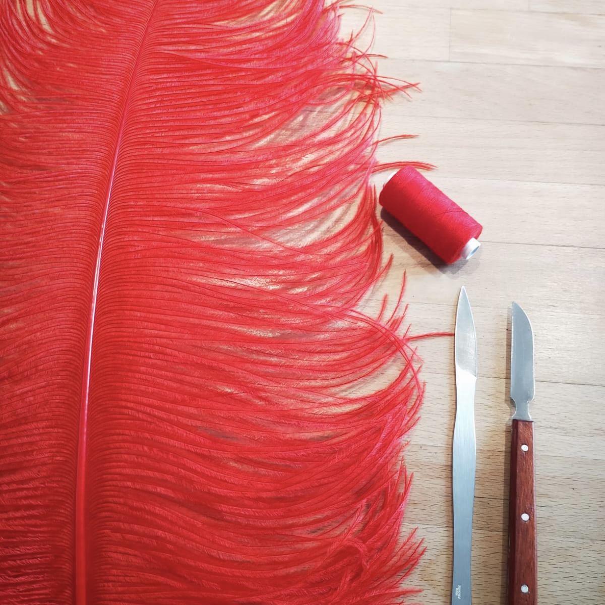 Plumes de costumes pour les danseuses