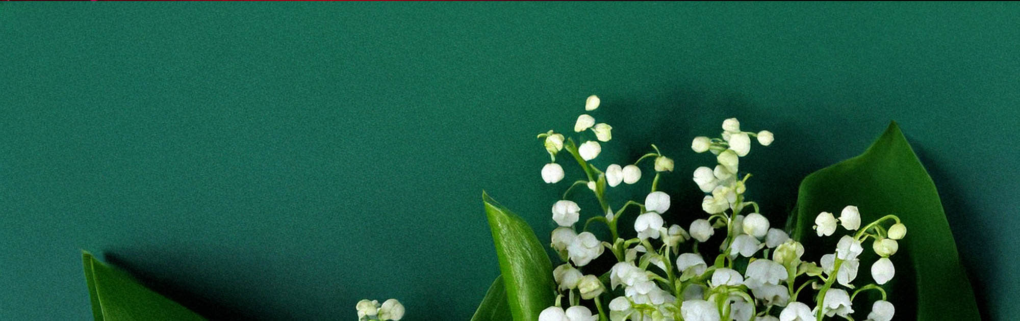 1er mai cabaret licques