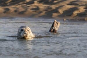 phoque baie de somme
